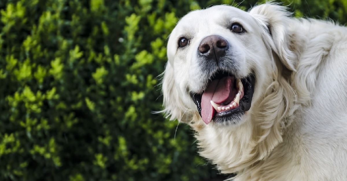 Il cucciolo Golden Retriever affronta la “sfida della tentazione”, il video è uno spettacolo