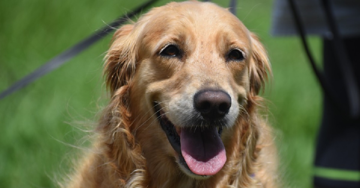 Il cucciolo Golden Retriever non riesce a scappare dai suoi piccoli, il video vi sorprenderà