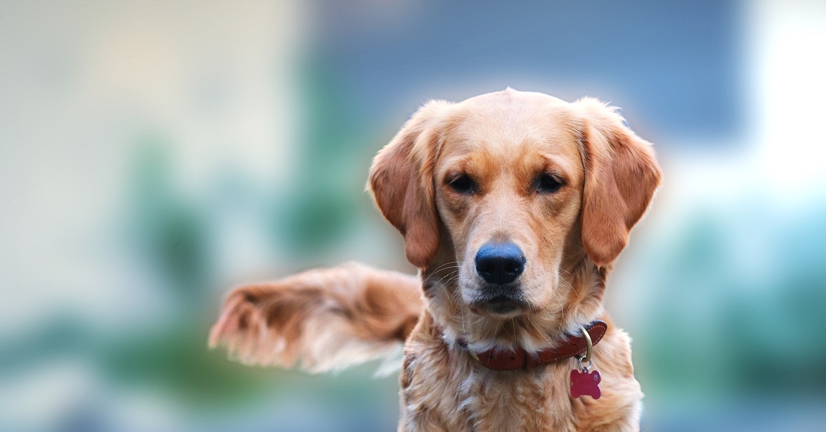 Il cucciolo Golden Retriever non vuole lasciare il parco giochi, le sue proteste in video sono esilaranti