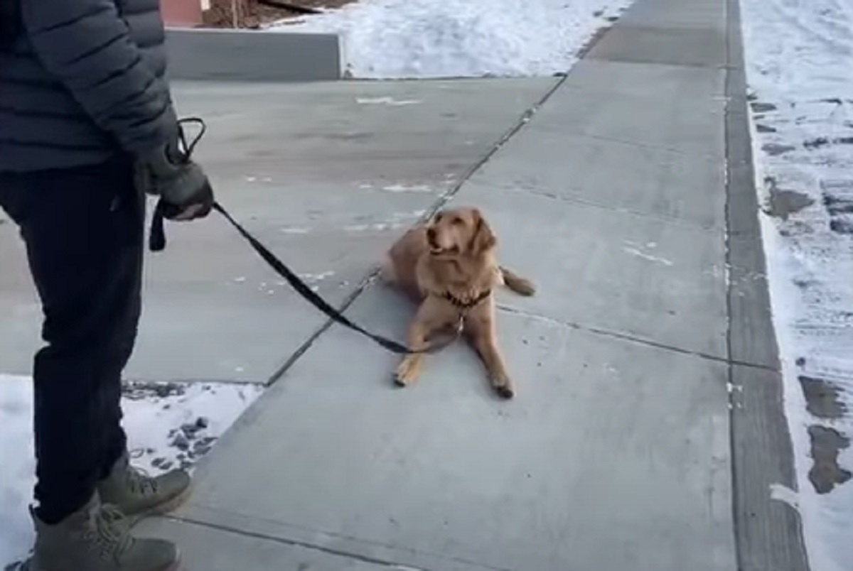 proteste cane parco