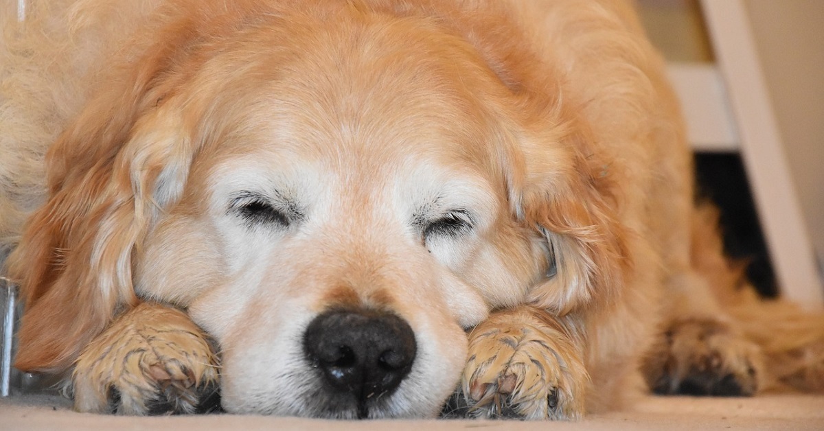 Il cucciolo Golden Retriever può dormire solo con questa “procedura”, il video batte ogni aspettativa