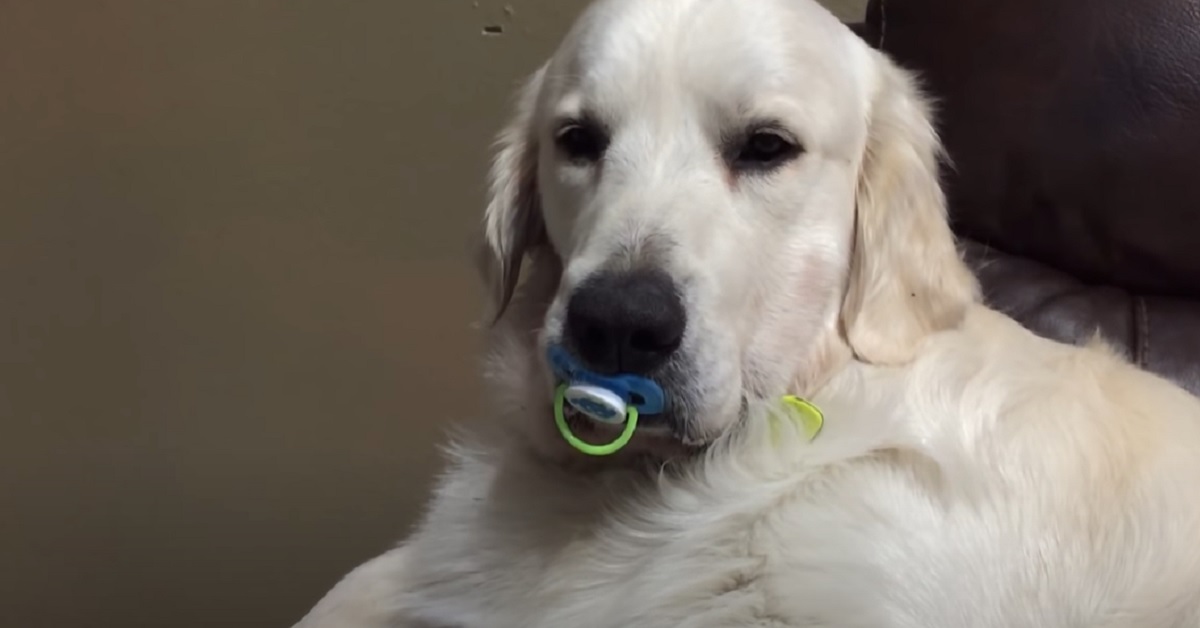 Il cucciolo Golden Retriever si rifiuta dare il ciuccio alla mamma, la dolcezza del video è travolgente