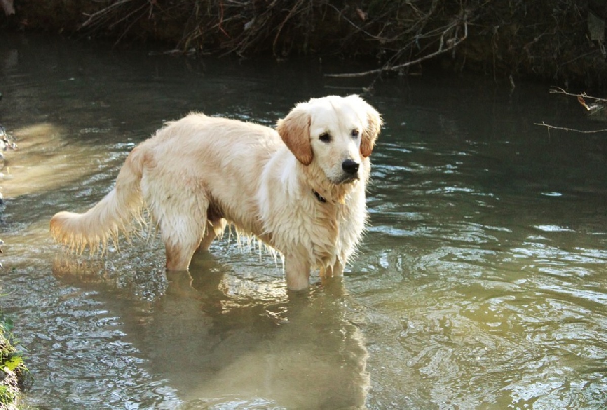 george cucciolo cerca sasso fra acqua fiume