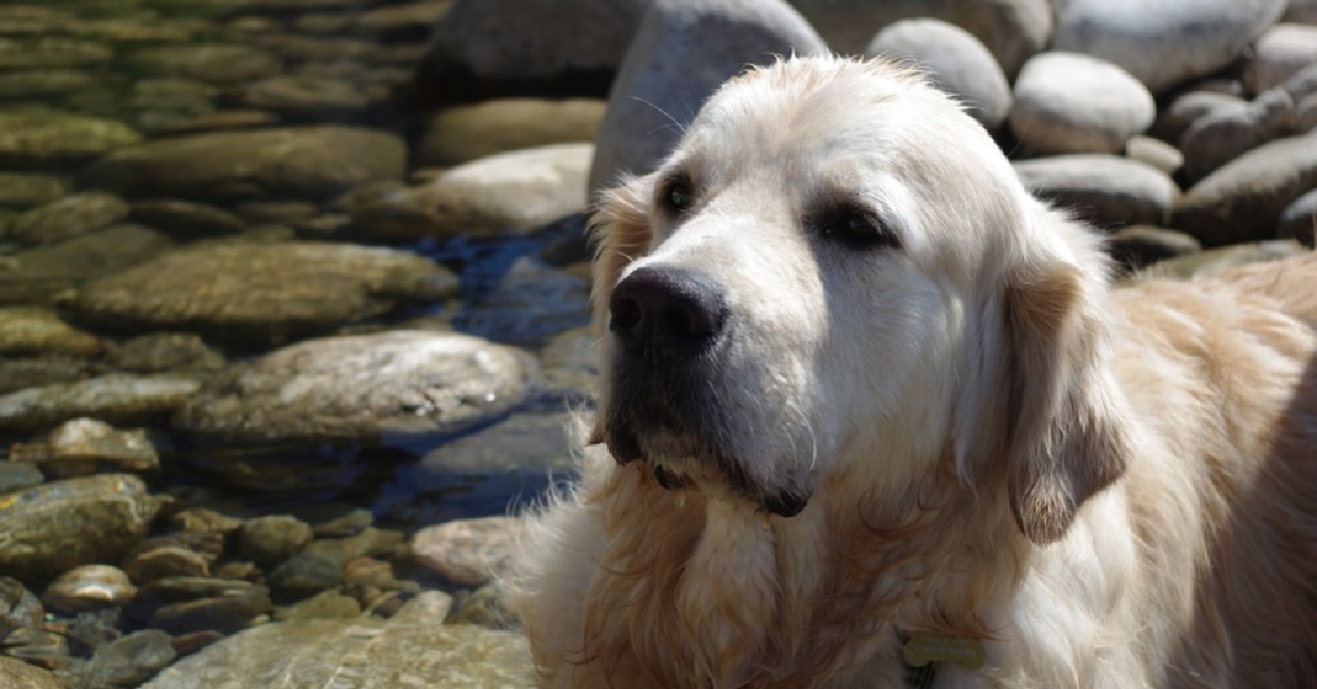 Il cucciolo Golden Retriever vuole afferrare un sasso sott’acqua, il video è assurdo