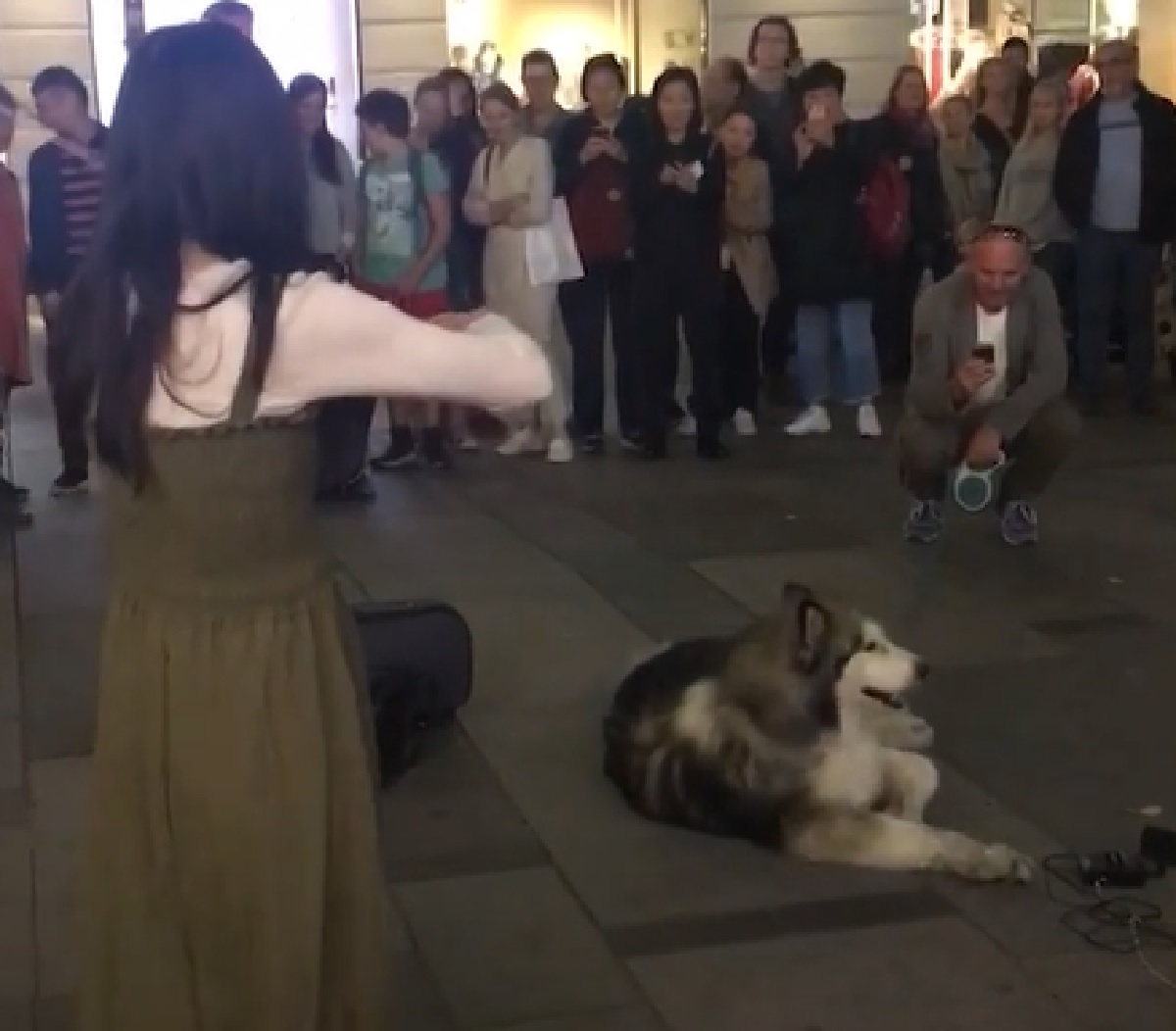 cucciolo husky proprietario permesso partecipazione