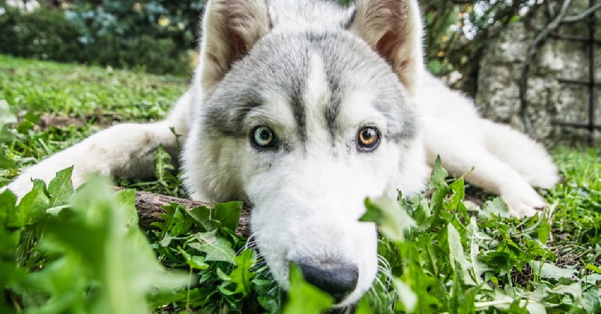 Il cucciolo Husky mostra in pubblico le sue doti canore, il video fa il giro del mondo