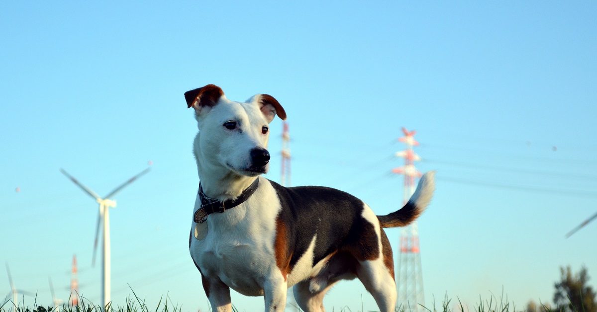 Il cucciolo Jack Russell si cala nel “ruolo” di canguro, capirete il senso solo guardando il video