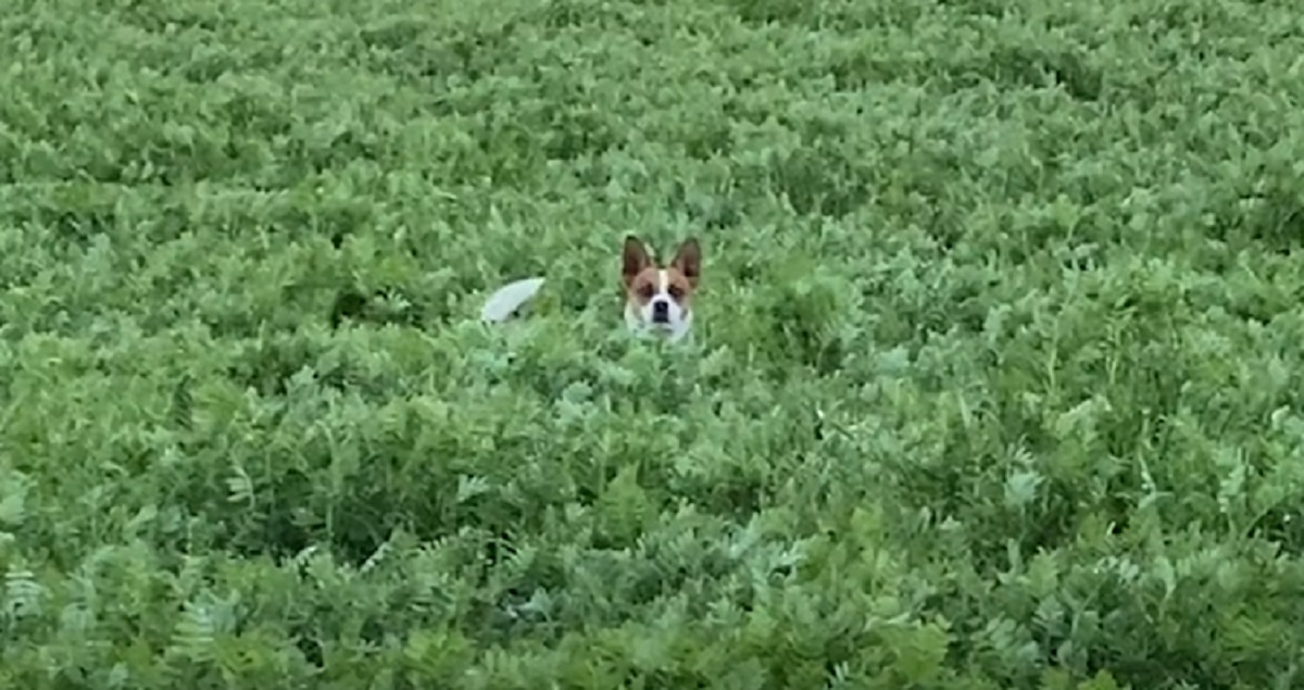 cane cucciolo campo