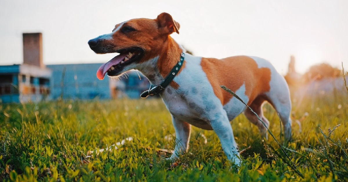 Il cucciolo Jack Russell insegna come gattonare al fratellino, il video è tenerissimo