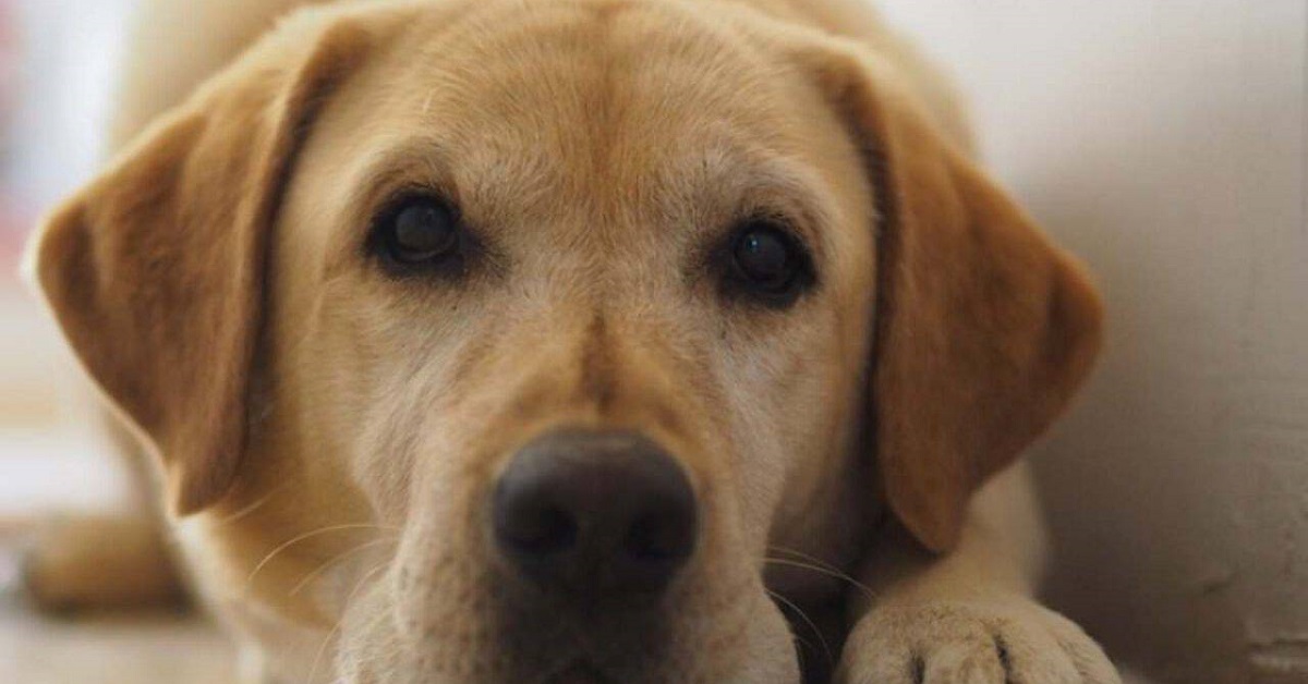 Il cucciolo Labrador assiste alla “sparizione” di papà dentro il secchio, il video mostra una reazione fuori dal comune