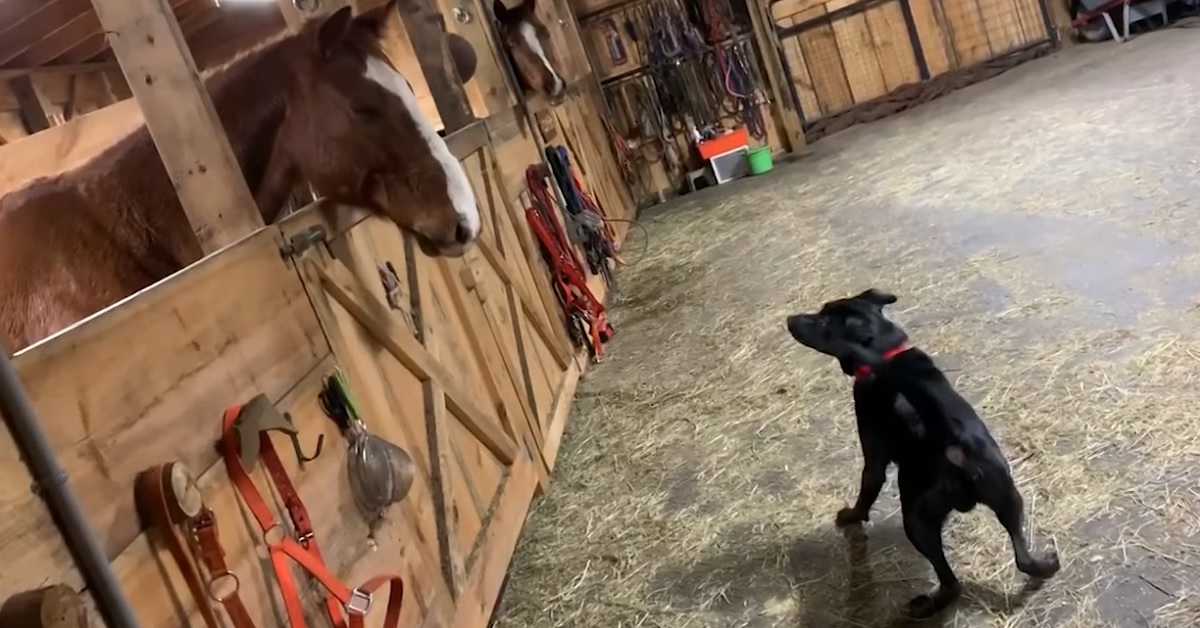 Il cucciolo Labrador conosce dei cavalli per la prima volta, il video dell’incontro vi lascerà a bocca aperta