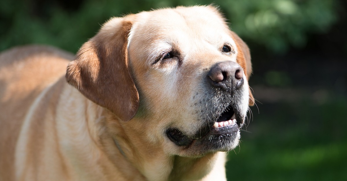 Il cucciolo Labrador ha paura di farsi tagliare le unghie, tutta la sua “drammatica” scenata nel video