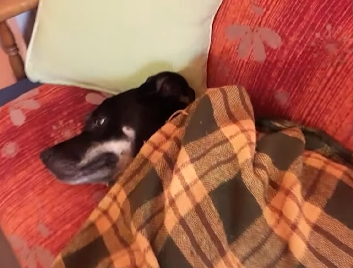leo cucciolo di cane si riposa divano coperta