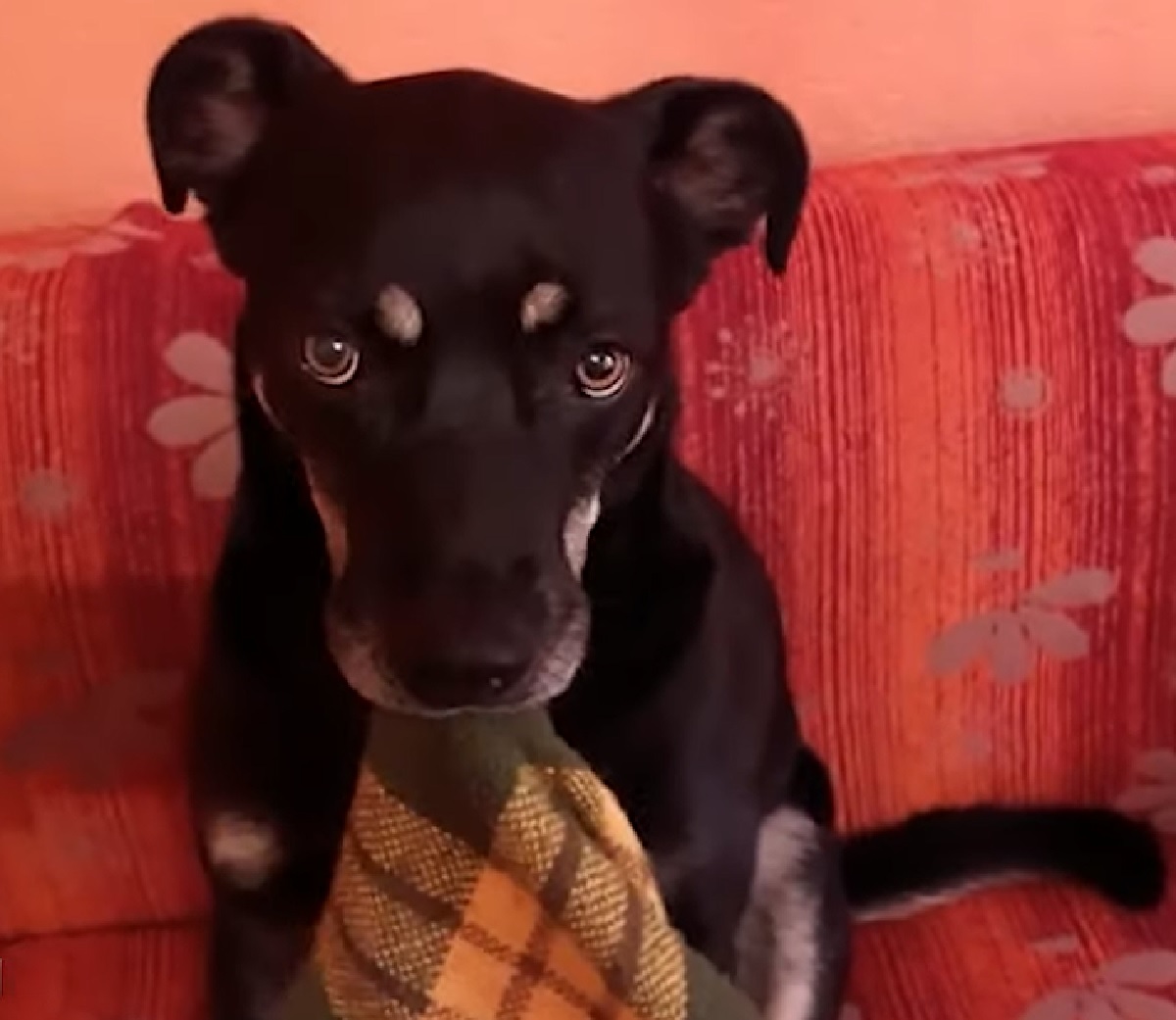 leo cucciolo di cane riporta coperta