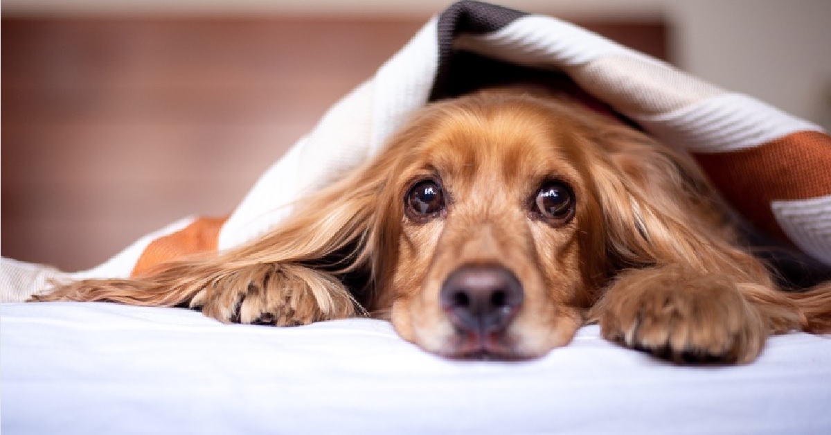 Il cucciolo Leo è legatissimo alla sua coperta, il video è irresistibile
