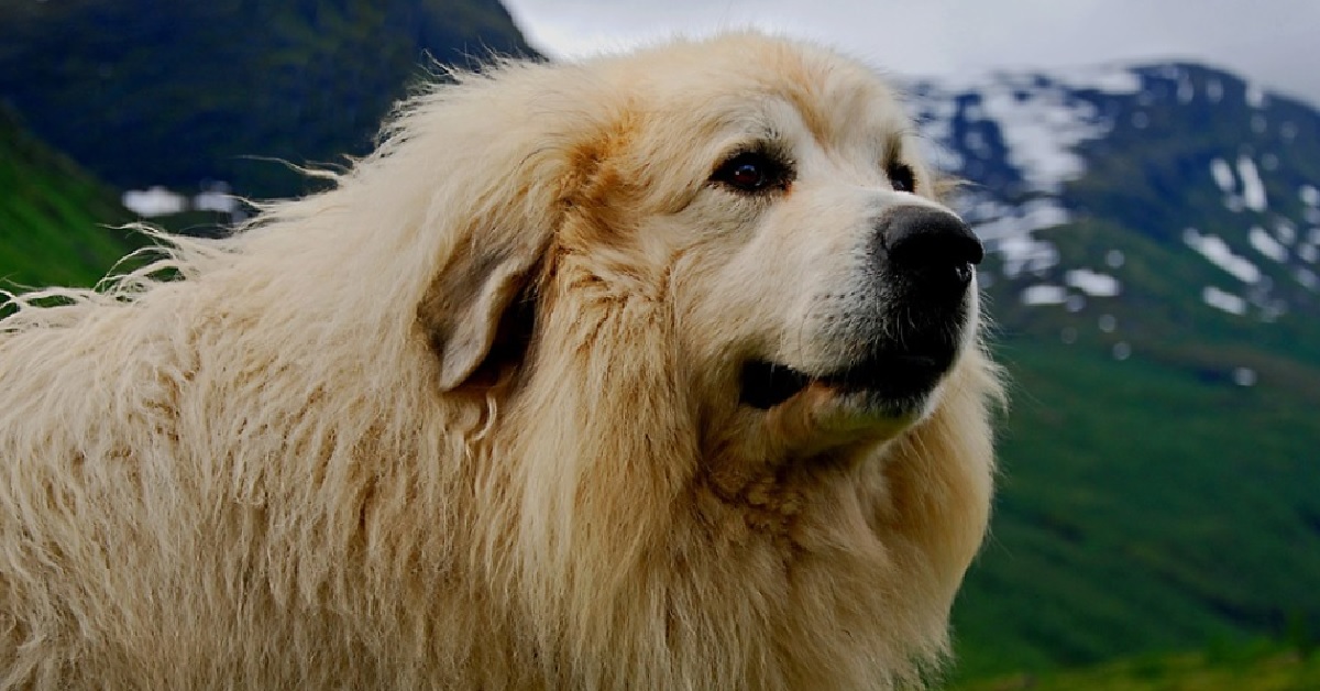 Il cucciolo Mastino Tibetano partecipa alla “Blanket Challenge”, il video della sua reazione