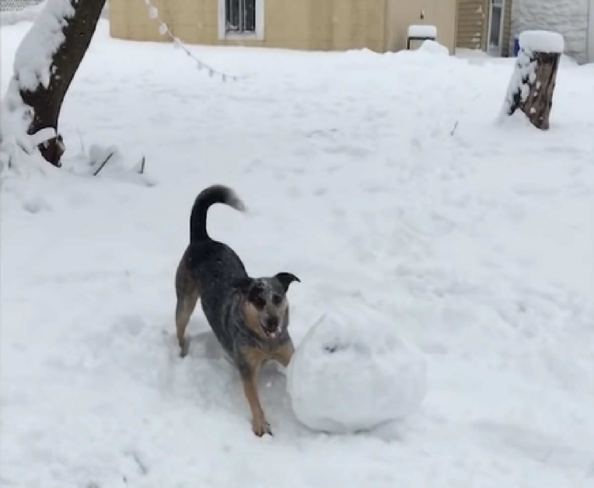 albus cucciolo pastore australiano palla di neve enorme