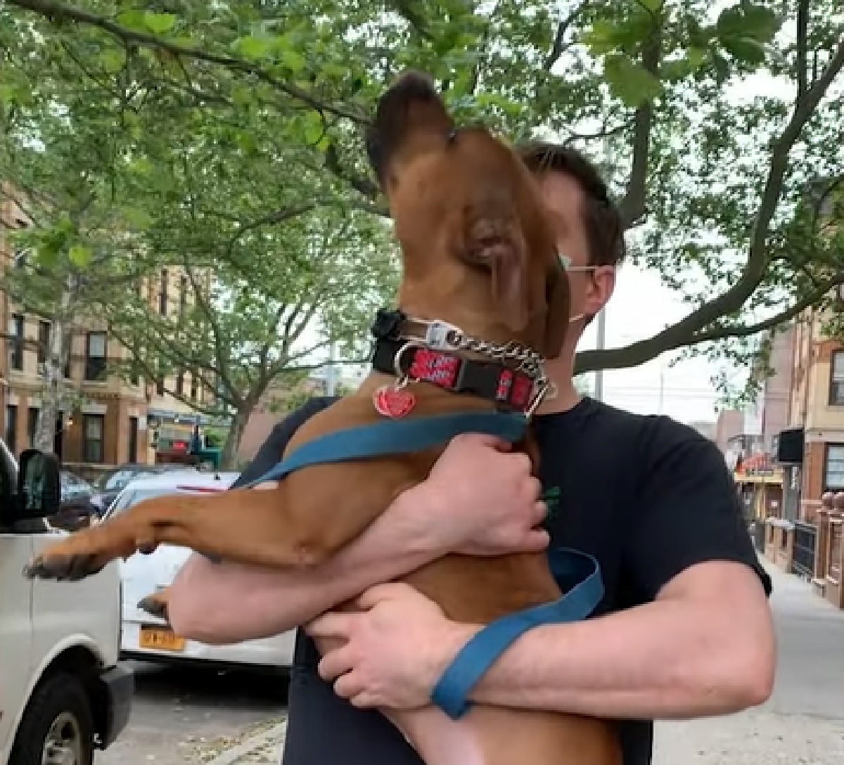 frito cucciolo di cane capisce provenienza bastoncini amati