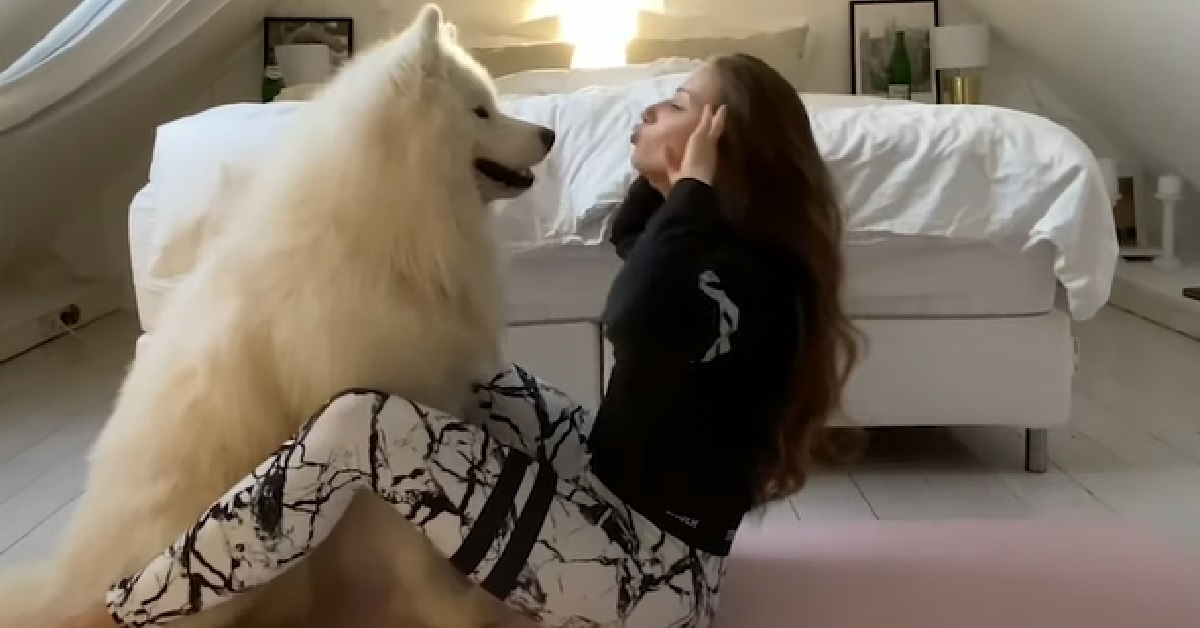 Il cucciolo Samoiedo Felix è un amante dello sport, non è difficile capire il perché nel video