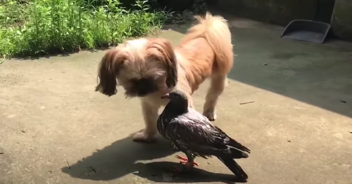 Il cucciolo Shih Tzu incontra per caso un piccione, quello che accade poco dopo nel video è stupendo