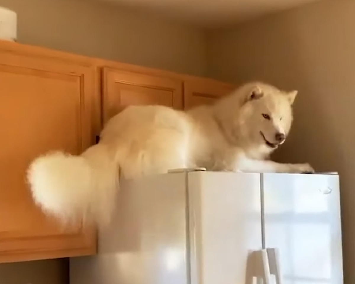 yogi cucciolo siberian husky sale sul frigo