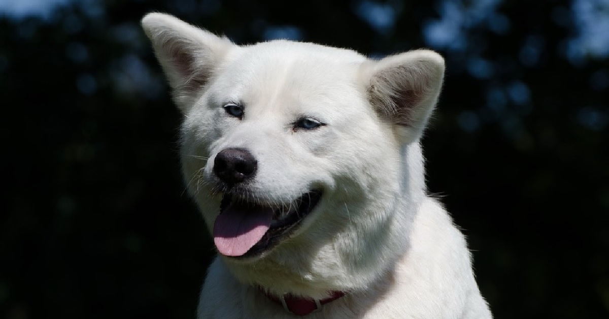 Il cucciolo Siberian Husky adora salire sul frigorifero, il video della sua peculiare abitudine