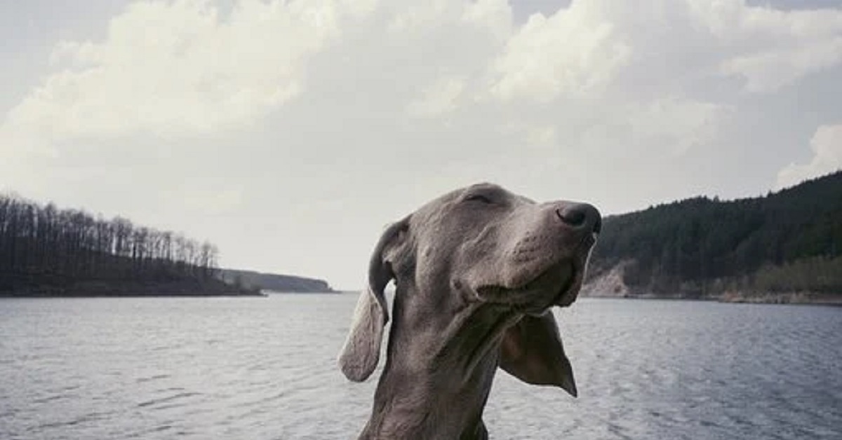 Il cucciolo Weimaraner lotta per restare sveglio in auto, tutta la dolcissima scena nel video