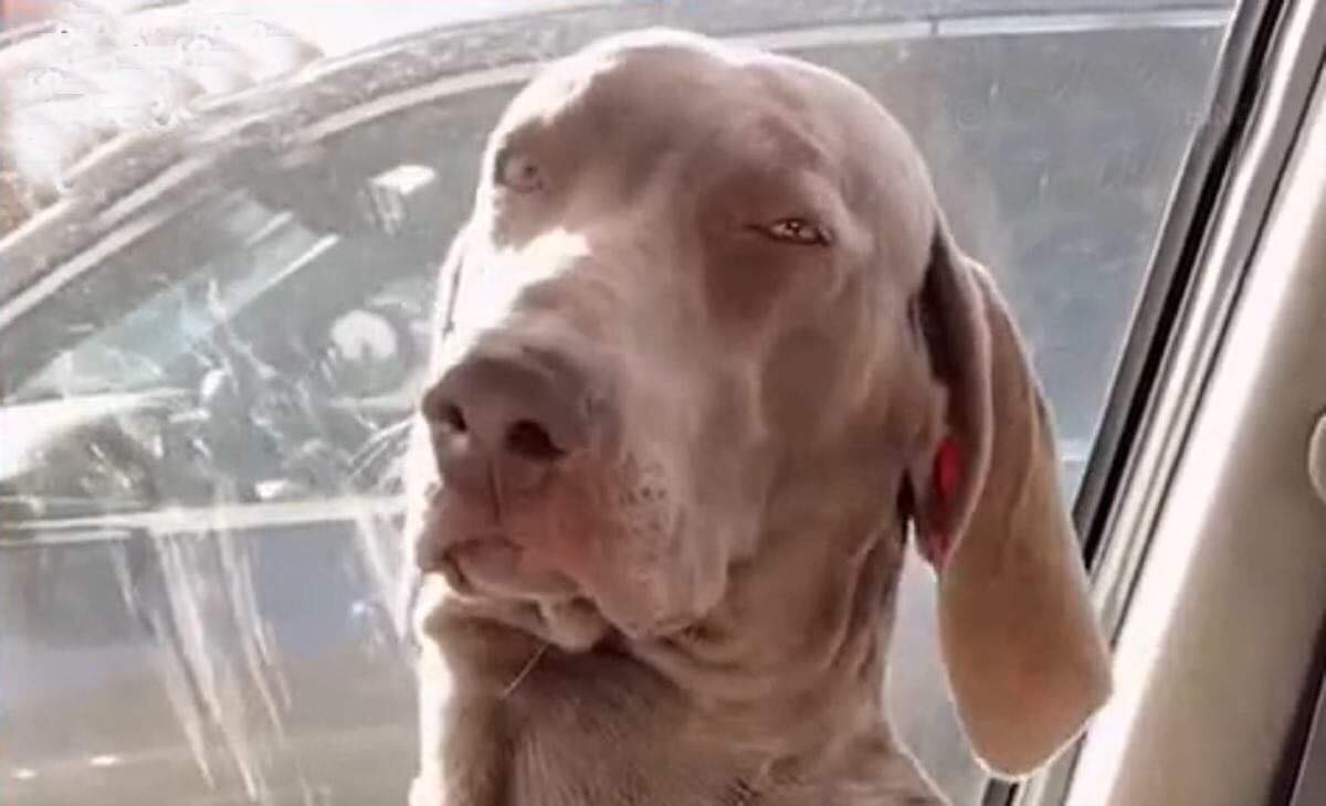 sonno balou weimaraner