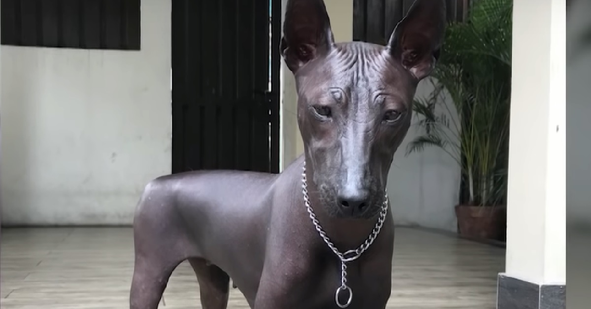 Il cucciolo Xoloitzcuintle viene confuso per una statua, lo strano motivo nel video
