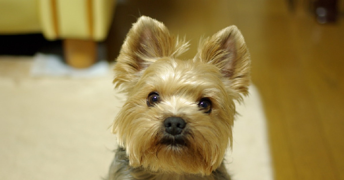 Il cucciolo Yorkshire Terrier vuole guardare il suo “programma TV” preferito, nel video l’esilarante richiesta