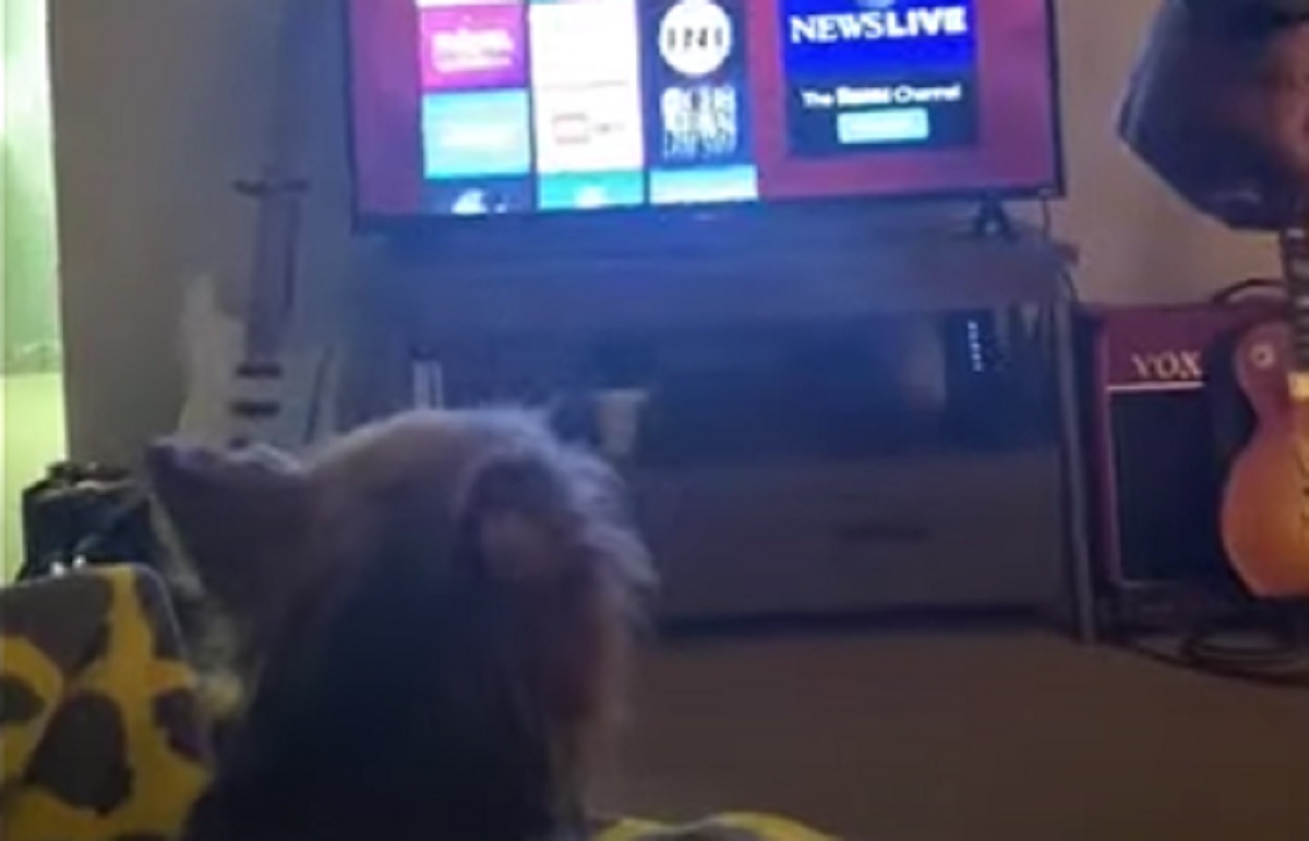 cane guarda tv