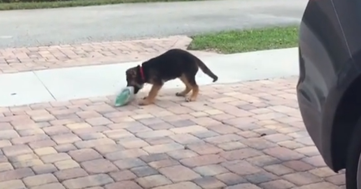 Cucciolo pastore tedesco giornale video