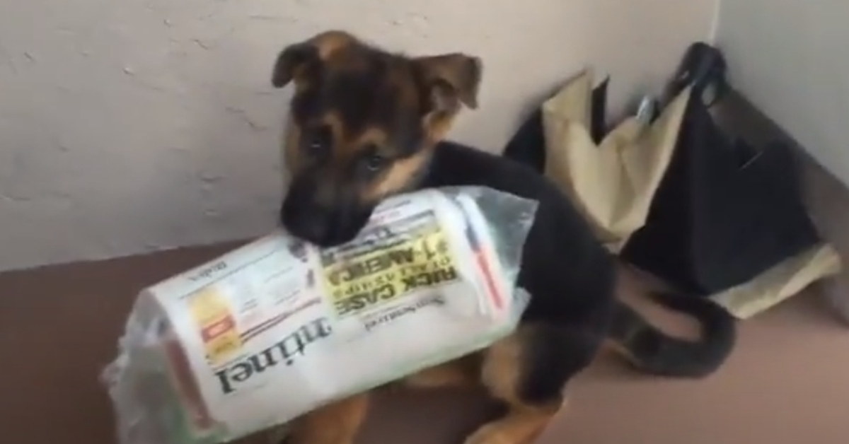 Cucciolo pastore tedesco giornale video