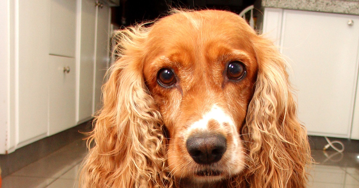 La cucciola Cocker Spaniel sa come far smettere di piangere la sorellina, nel video il suo infallibile trucco