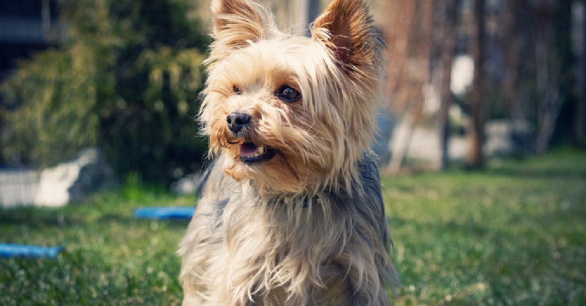 La cucciola di cane e l’anziano vicino sono migliori amici, il video del loro legame è fantastico