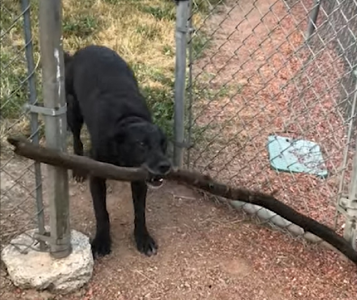 lupe cagnolina determinazione infinita