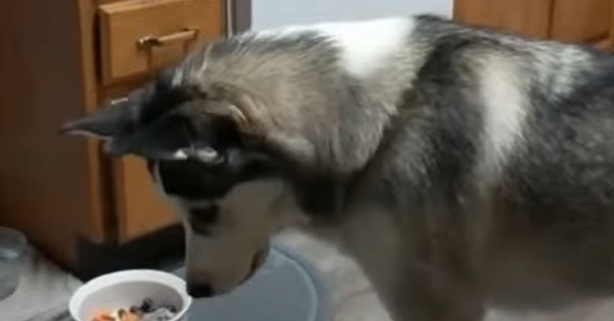 La cucciola di Husky assaggia i broccoli per la prima volta, la sua reazione in video è a dir poco assurda