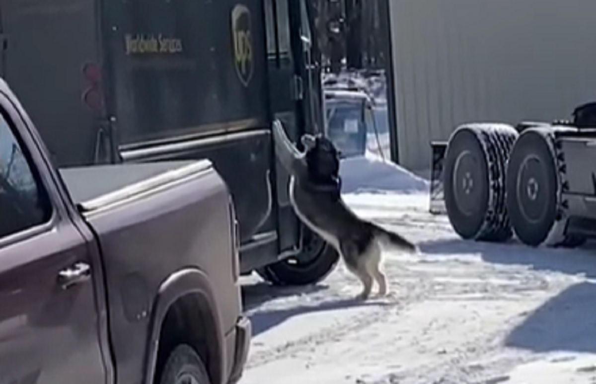 husky camion cucciola