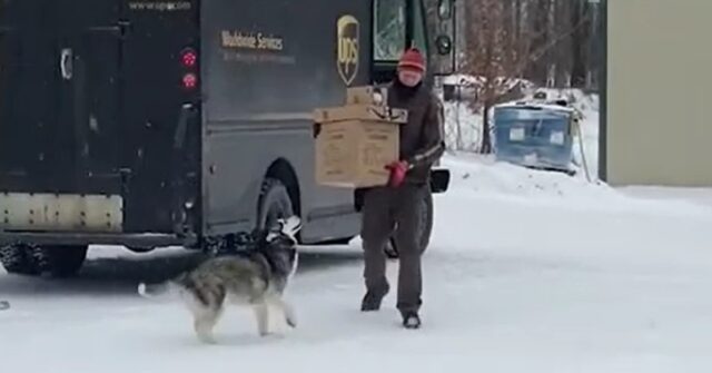 La cucciola di Husky riserva sempre un’accoglienza speciale per il conducente UPS, il video è favoloso