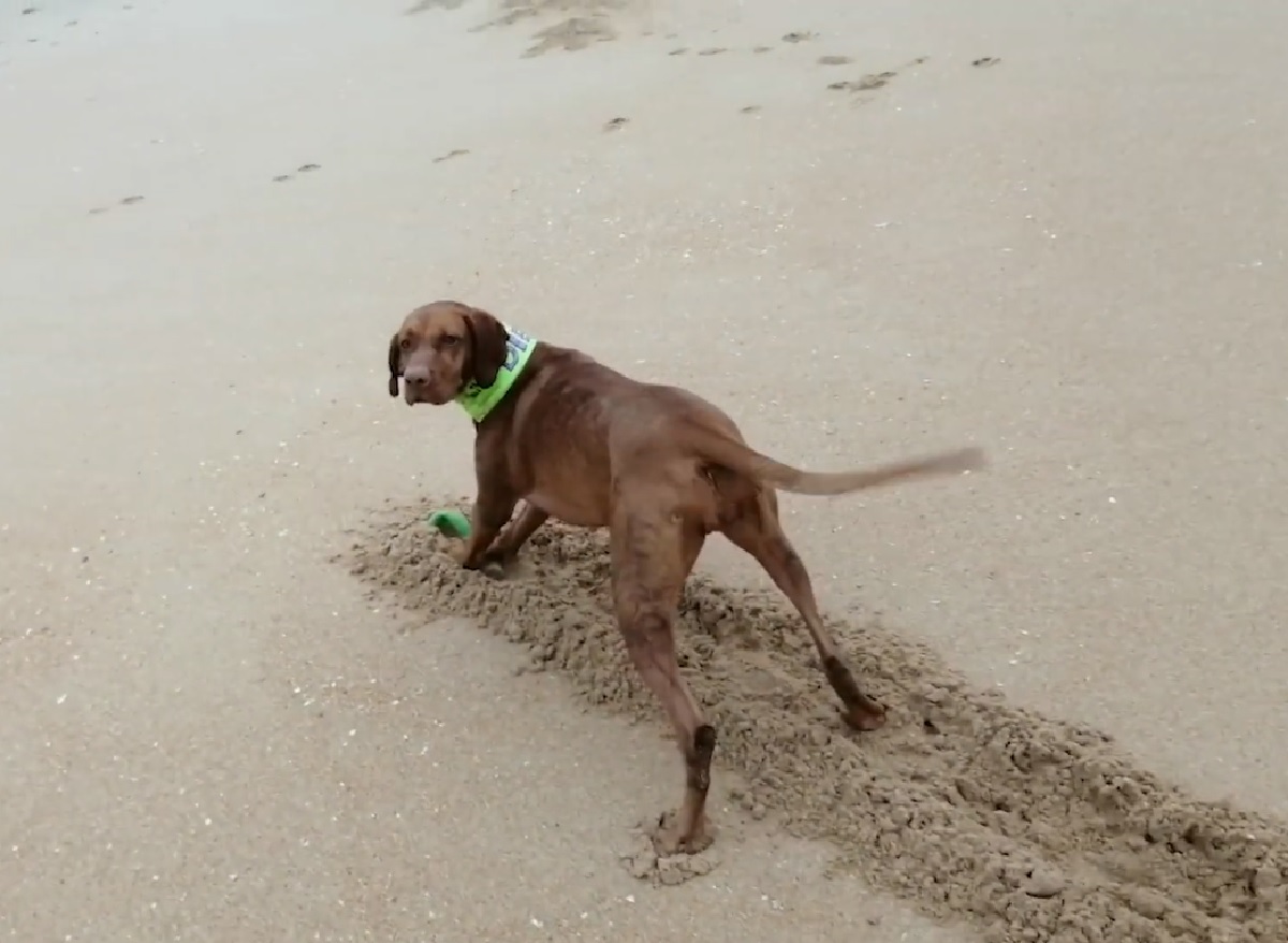diezel cucciola spiaggia pallina gioco unico