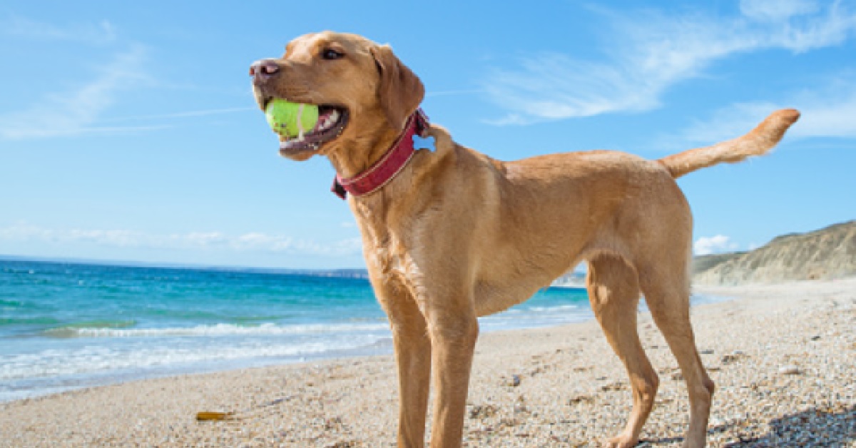 La cucciola Diezel ha un modo tutto suo di giocare in spiaggia, il video è tutto da gustare