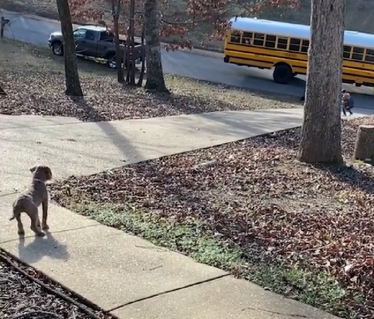 penny cucciola labradoodle corre vialetto