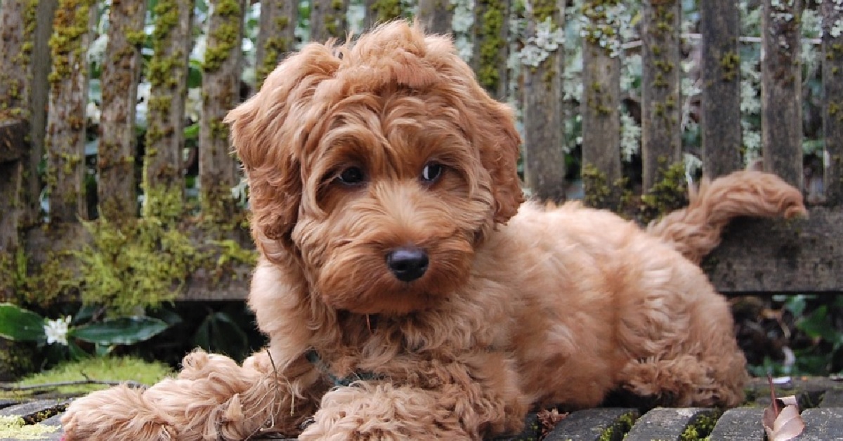 La cucciola Labradoodle aspetta il ritorno del fratellino da scuola, il video è toccante