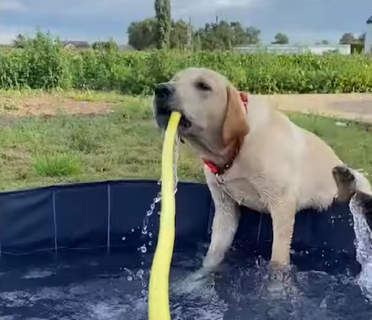 piper cucciola labrador sbadata genuina