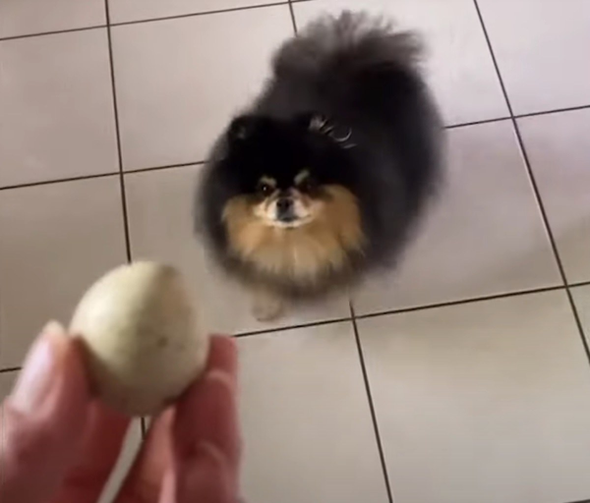 mocha cucciola pomerania difende suo uovo di quaglia