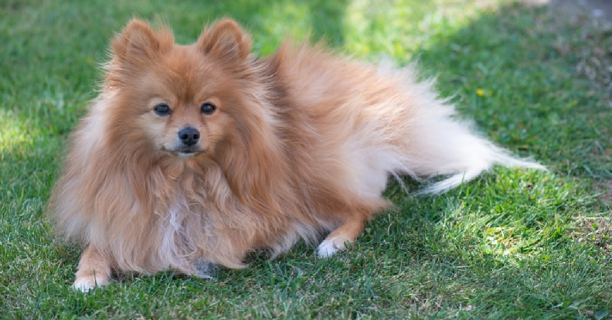 La cucciola Pomerania è fissata con le uova di quaglia, il video della sua particolare passione