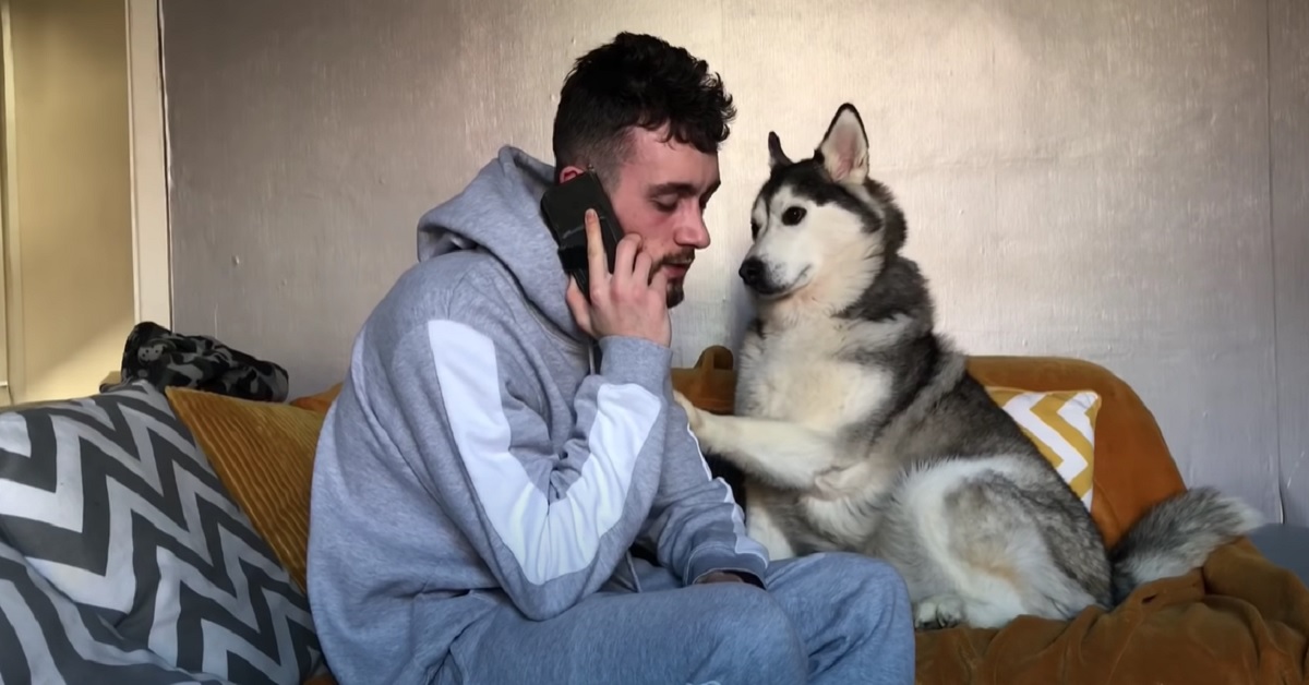 La cucciola Siberian Husky nota che papà usa “troppo” il cellulare, la sua reazione in video è dolcissima