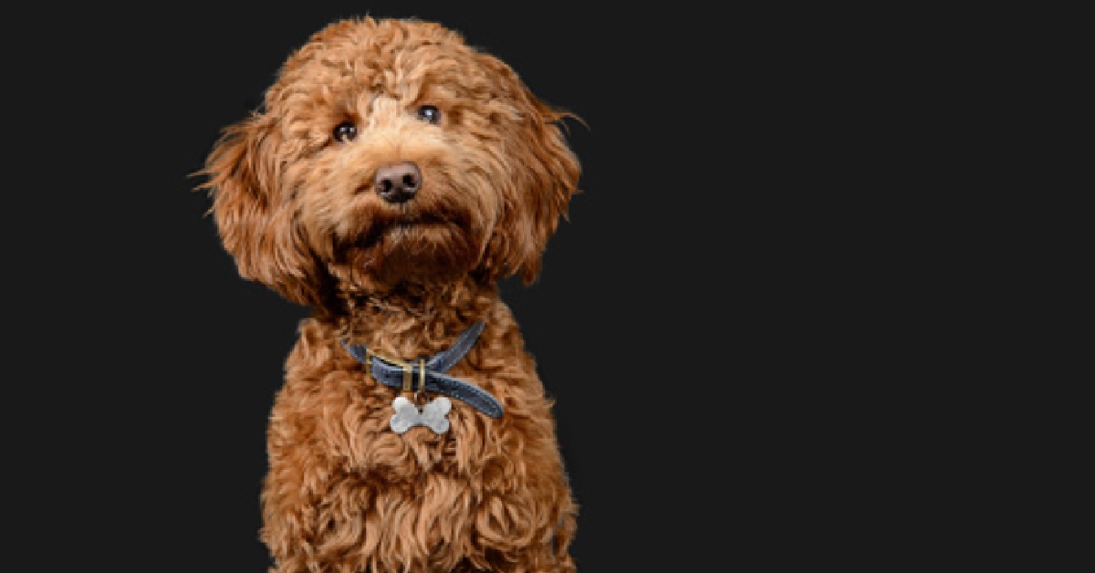 La cucciola Spoodle impara a giocare a Forza 4, nel video la sua indubbia bravura