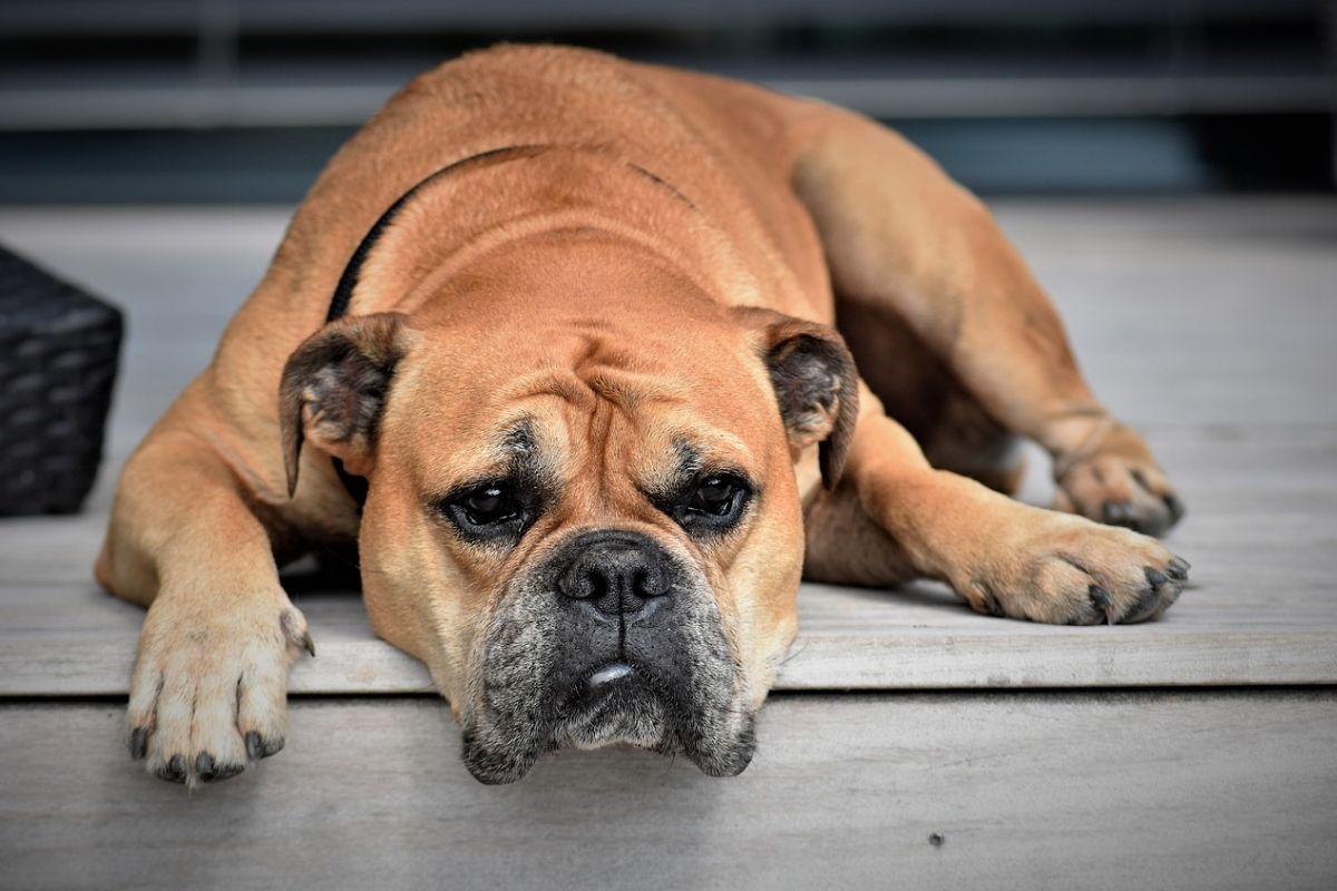 Bulldog disteso sul pavimento