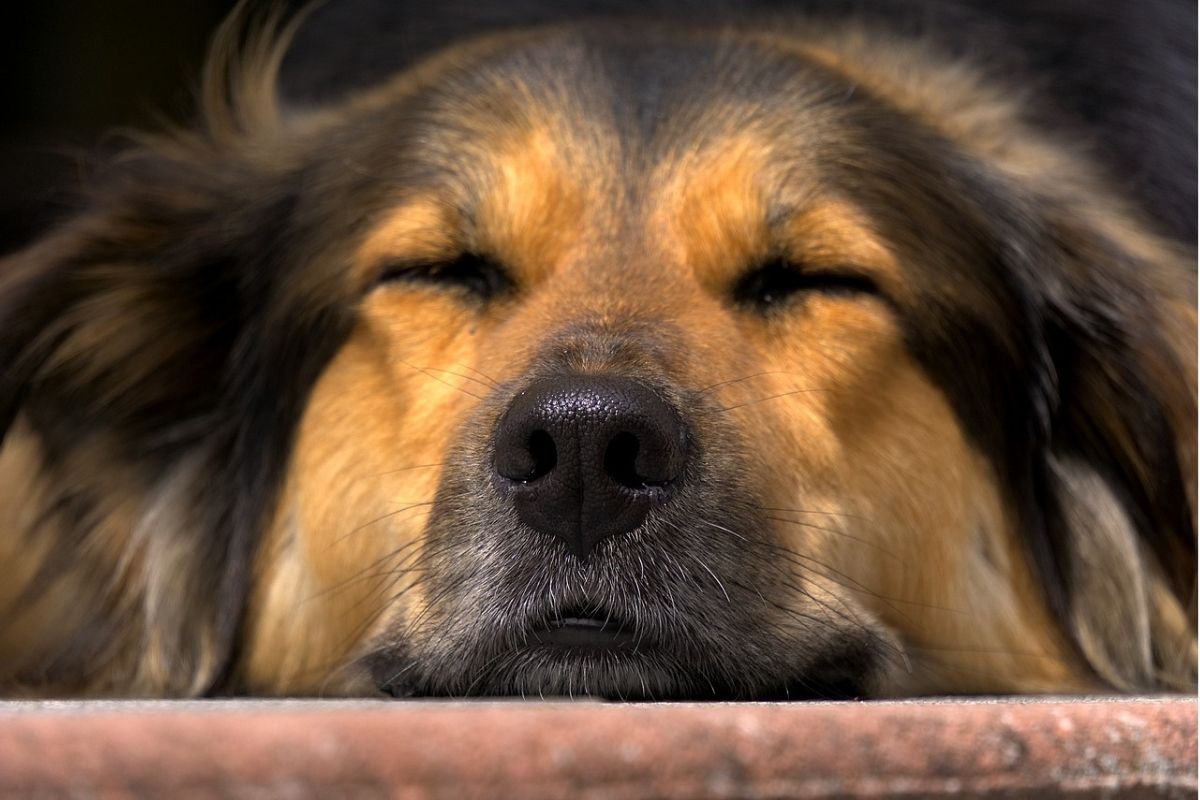 testa di un cane con occhi chiusi